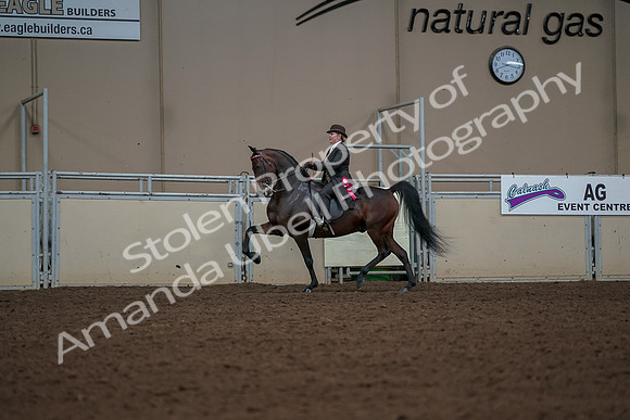 2019 Morgan Horse Show - Aug 30, 2019 - 28311
