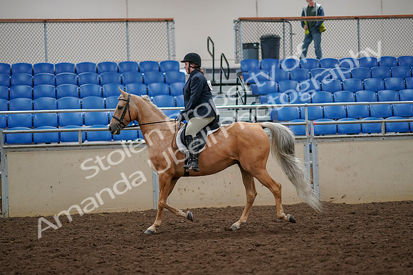 2019 Morgan Horse Show - Aug 30, 2019 - 22180