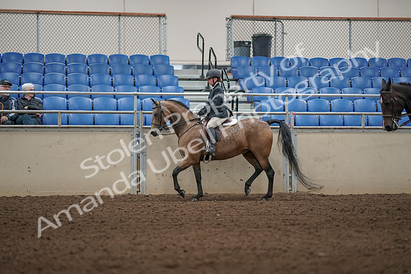 2019 Morgan Horse Show - Aug 31, 2019 - 04842