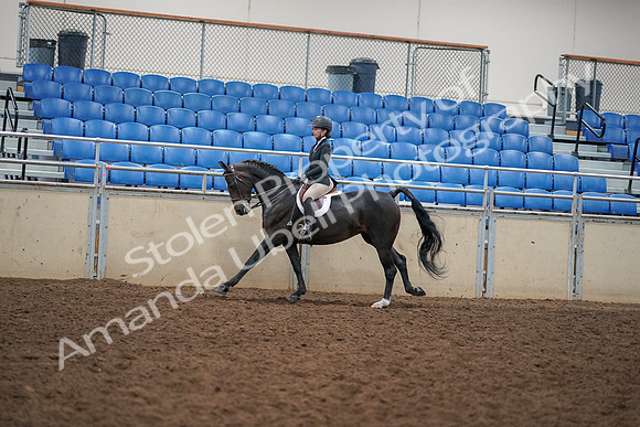 2019 Morgan Horse Show - Aug 30, 2019 - 12280