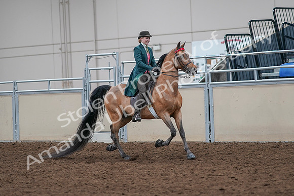 2020 - AB Morgan Horse - Sat, Sept 05 - 13852