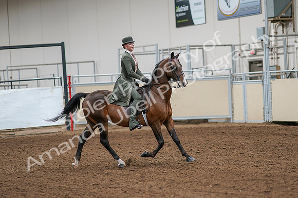 2020 - AB Morgan Horse - Fri, Sept 04 - 03344