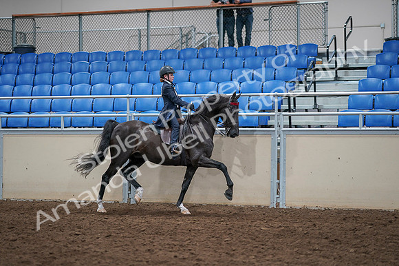 2020 - AB Morgan Horse - Fri, Sept 04 - 03140