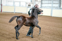 2020 - AB Morgan Horse - Fri, Sept 04 - 06179