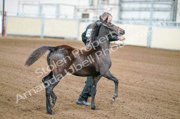 2020 - AB Morgan Horse - Fri, Sept 04 - 06179