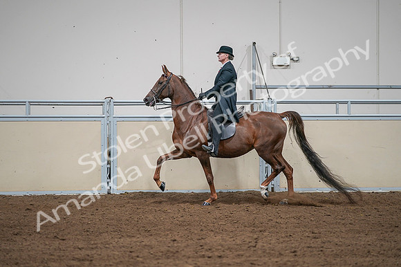 2020 - AB Morgan Horse - Fri, Sept 04 - 07989