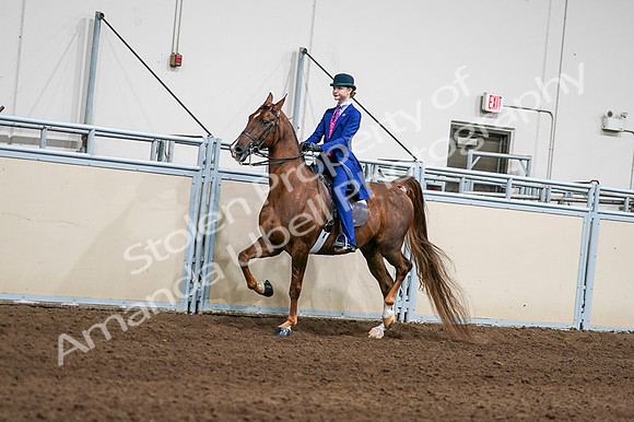 2020 - AB Morgan Horse - Fri, Sept 04 - 04963