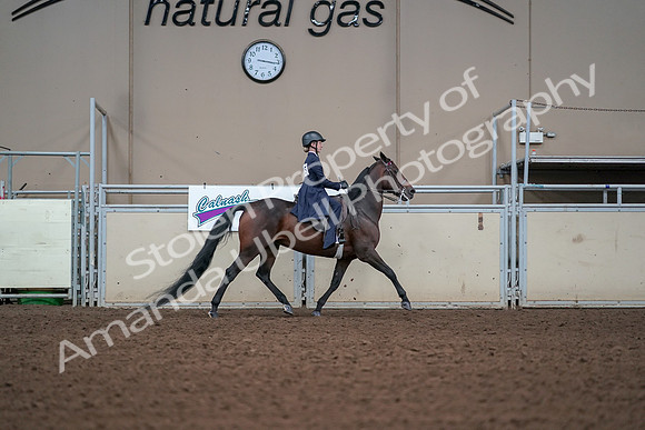 2019 Morgan Horse Show - Aug 30, 2019 - 17958