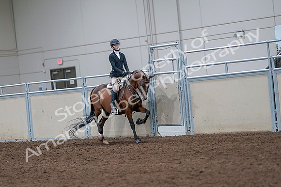 2020 - AB Morgan Horse - Fri, Sept 04 - 06091