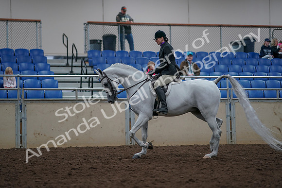 2019 Morgan Horse Show - Aug 31, 2019 - 15905