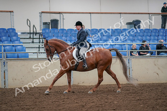 2019 Morgan Horse Show - Aug 30, 2019 - 16306