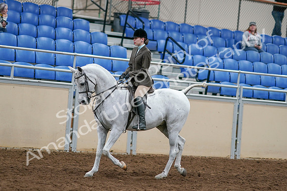 2020 - AB Morgan Horse - Sat, Sept 05 - 14433