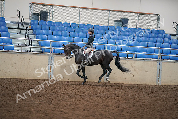 2019 Morgan Horse Show - Aug 30, 2019 - 12284