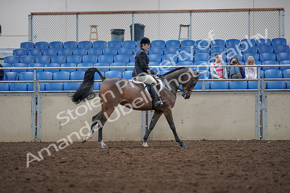 2019 Morgan Horse Show - Aug 31, 2019 - 16092