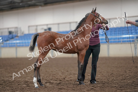 2019 Morgan Horse Show - Aug 31, 2019 - 00445