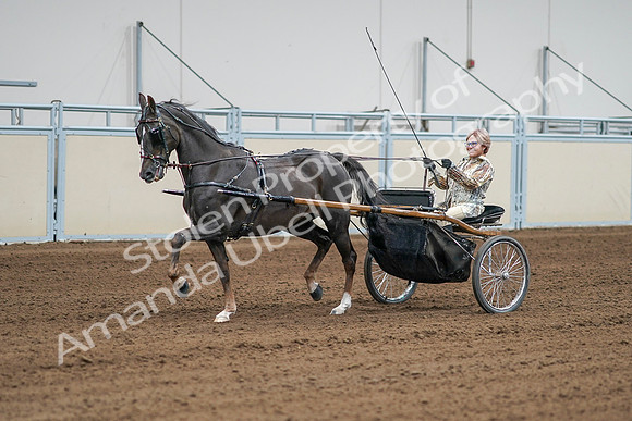 2020 - AB Morgan Horse - Sat, Sept 05 - 05994