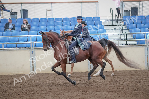 2019 Morgan Horse Show - Aug 31, 2019 - 08819