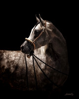 Arabians