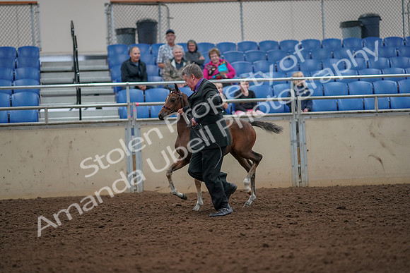 2019 Morgan Horse Show - Aug 30, 2019 - 24661