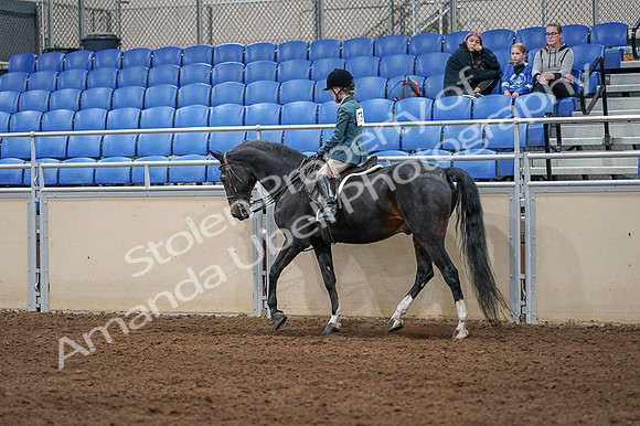 2020 - AB Morgan Horse - Fri, Sept 04 - 07740