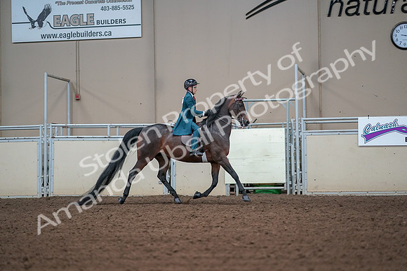 2019 Morgan Horse Show - Aug 30, 2019 - 18014
