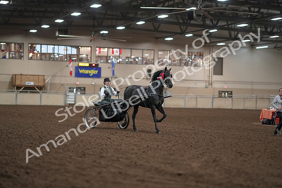 2019 Morgan Horse Show - Aug 31, 2019 - 04787