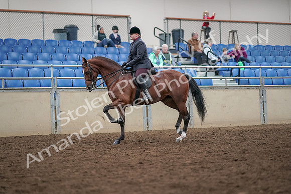2019 Morgan Horse Show - Aug 30, 2019 - 20244