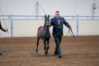 2020 - AB Morgan Horse - Fri, Sept 04 - 06189