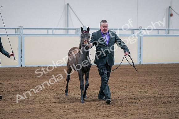 2020 - AB Morgan Horse - Fri, Sept 04 - 06189