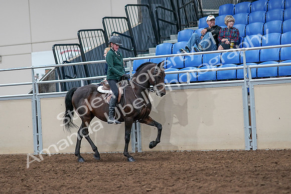 2020 - AB Morgan Horse - Sat, Sept 05 - 05143
