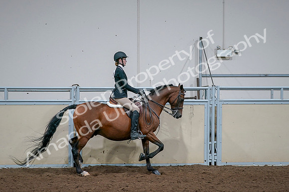 2020 - AB Morgan Horse - Fri, Sept 04 - 06033