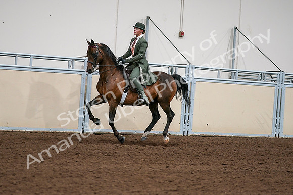 2020 - AB Morgan Horse - Fri, Sept 04 - 03333