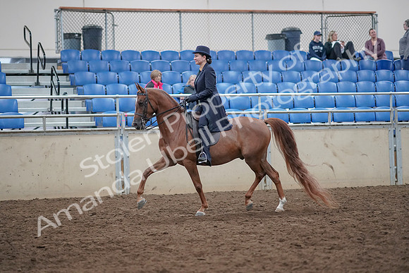 2019 Morgan Horse Show - Aug 31, 2019 - 16908
