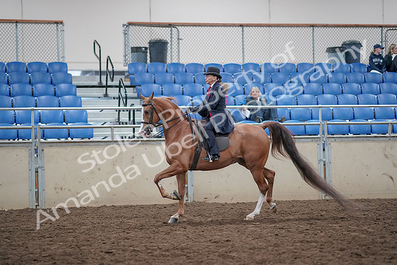 2019 Morgan Horse Show - Aug 31, 2019 - 16889