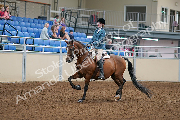 2020 - AB Morgan Horse - Fri, Sept 04 - 03956
