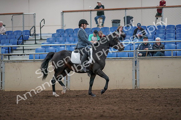 2019 Morgan Horse Show - Aug 31, 2019 - 07453