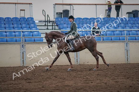 2019 Morgan Horse Show - Sept 01, 2019 - 08759