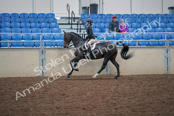 2019 Morgan Horse Show - Aug 30, 2019 - 20641