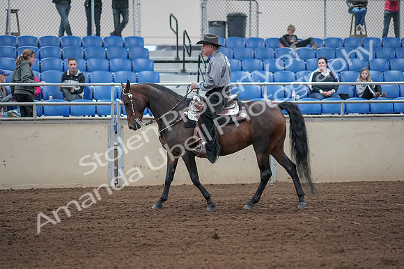 2019 Morgan Horse Show - Sept 01, 2019 - 06800
