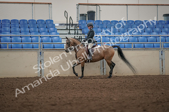 2019 Morgan Horse Show - Aug 31, 2019 - 04993