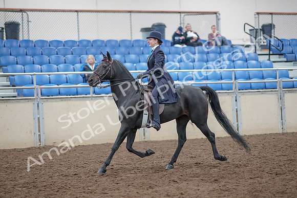 2019 Morgan Horse Show - Aug 31, 2019 - 18031