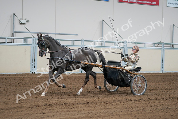 2020 - AB Morgan Horse - Sat, Sept 05 - 06005