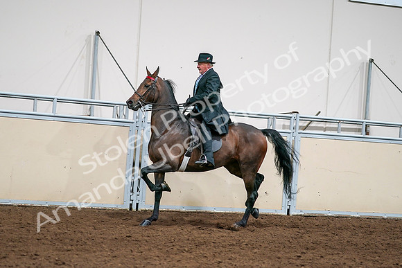 2020 - AB Morgan Horse - Sat, Sept 05 - 08126