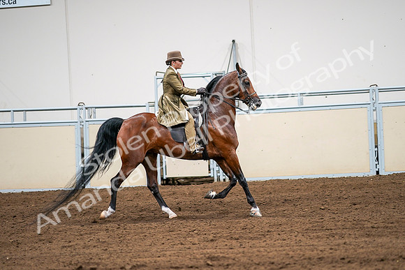 2020 - AB Morgan Horse - Sat, Sept 05 - 08200