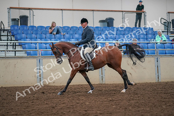 2019 Morgan Horse Show - Aug 30, 2019 - 16354