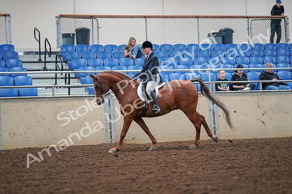 2019 Morgan Horse Show - Aug 30, 2019 - 16404