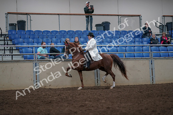 2019 Morgan Horse Show - Aug 31, 2019 - 08559