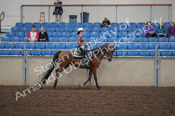 2019 Morgan Horse Show - Aug 30, 2019 - 26203