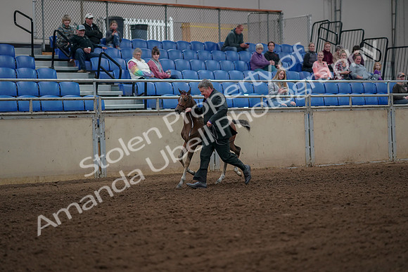 2019 Morgan Horse Show - Aug 30, 2019 - 24775