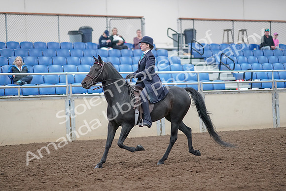 2019 Morgan Horse Show - Aug 31, 2019 - 18026